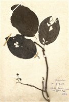 藏品(破皮鳥)的圖片